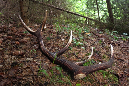 V plnej kráse 12 torák