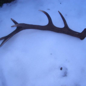 2,5 kg najdeny 50 m od auta v horičke nasim Hafanom