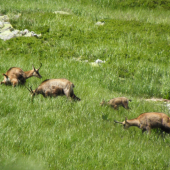Kamzičie kozy a len jedno male :-(