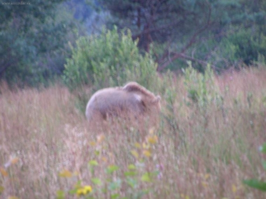 Medved bol na 10 metrov