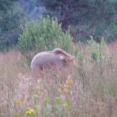 Medved bol na 10 metrov