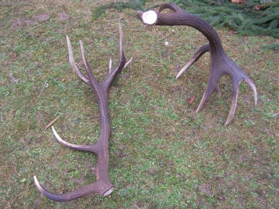 18 torak
