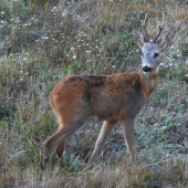Fešák