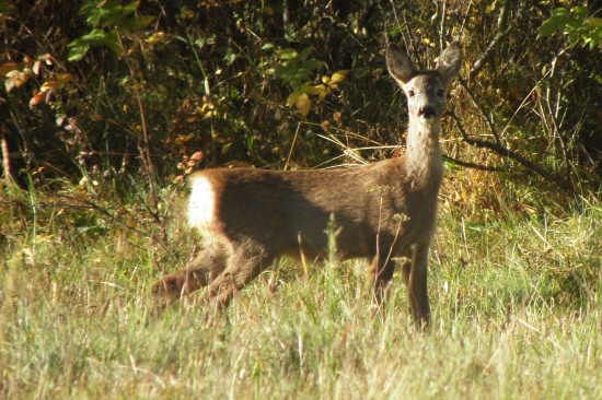 Srnčiatko