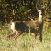Srnčiatko