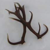 nepravidelny 16 torak