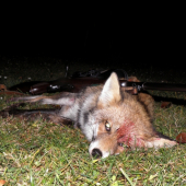 Moja večerná Líštička