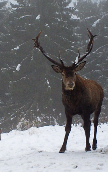 Kamarát mi vyplazuje jazyk