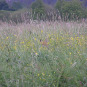 zvedavá Líštička