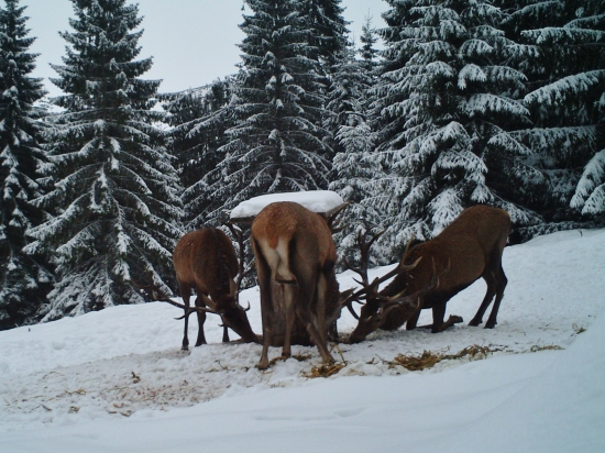 Už sa mu nechcelo stáť