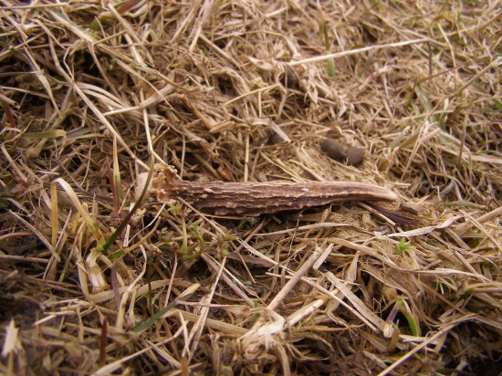 Konečne čerstvý srnčí