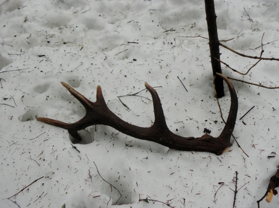 Les vydáva svoje poklady