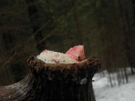 Vylomené s pučnice