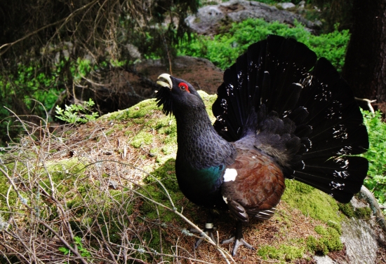 Hrdý pán tokaniska