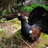 Hrdý pán tokaniska