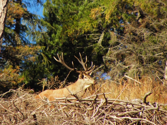 Sám pán král osobne