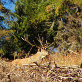 Sám pán král osobne