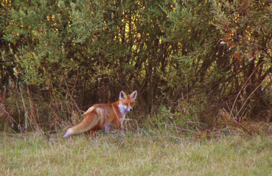 Fire Fox :D