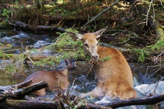 Úspešná dohladávka