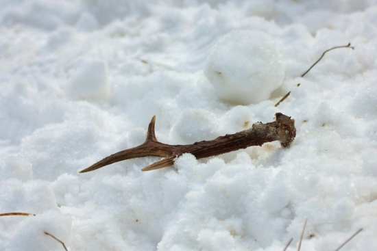 Aj Borko mi dal vianočný darček