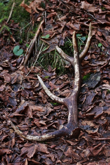 Prvý pohlad klamal takže minulo alebo predminulo ročný škoda že ho našli myši skôr