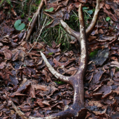 Prvý pohlad klamal takže minulo alebo predminulo ročný škoda že ho našli myši skôr