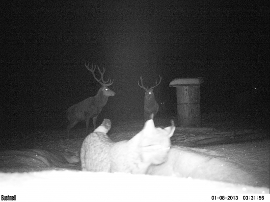 Neobyčajné stretnutie