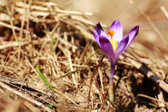 Jar je už aj na Liptove