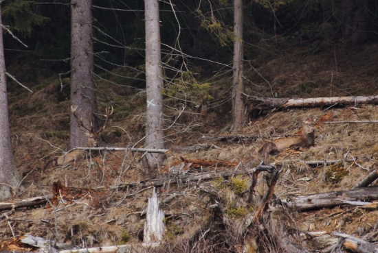 Zhodený a nezhodený Král