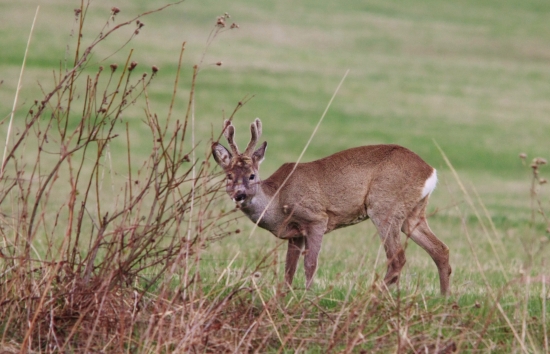 Podvečerný fešák