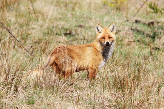 Prašivá líštička