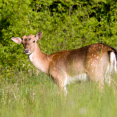 Model