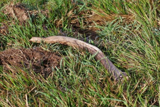 Minuloročný špicer