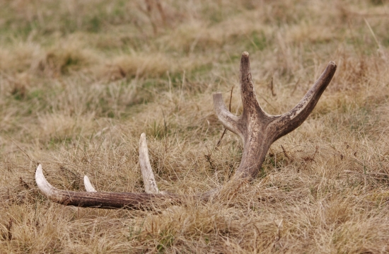 Nájdený pri fotení srnca