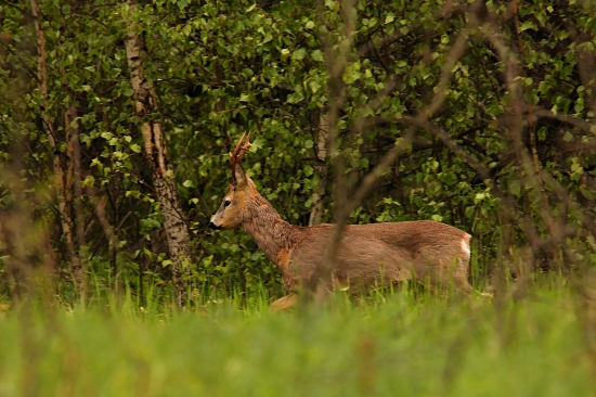 Zamračené upršané ráno