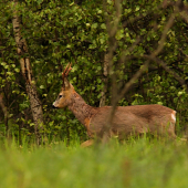 Zamračené upršané ráno