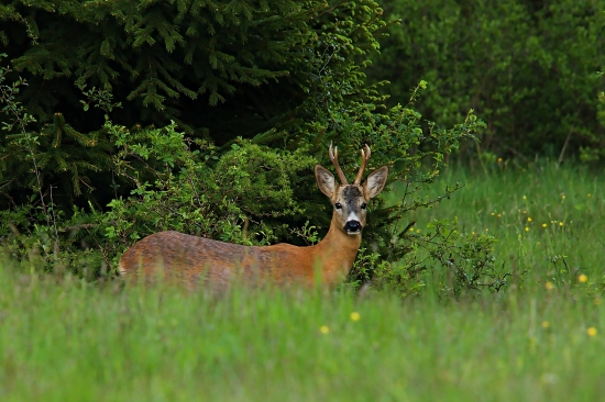 Podvečerný srnček