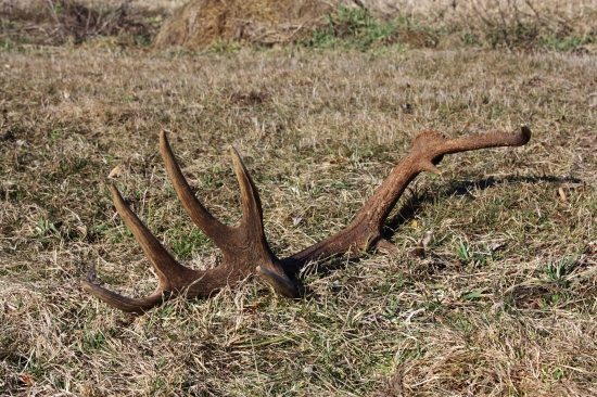 Do páru v smrečine