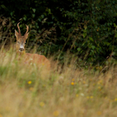 Kolko rokov podla vás ?
