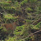 Korunáč v utajení