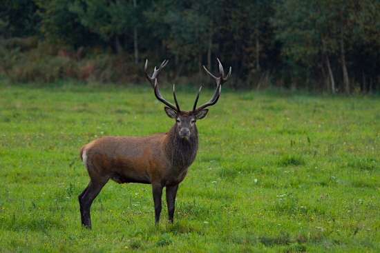 Nádejný pán král