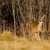 Štedrodňové srnča