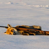 Podvečerná Hrdzavka