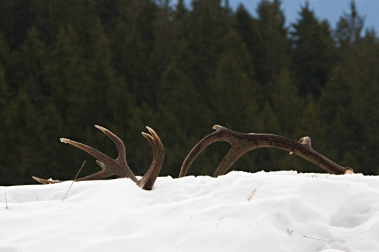 Ešte jedna spoločná