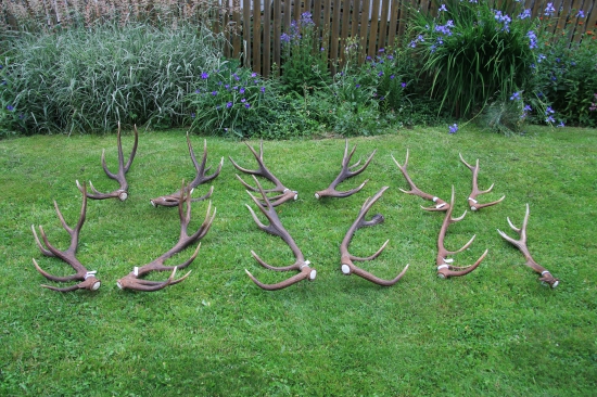 Tohoročné šťastie