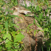 Aj tak som ta zbadal