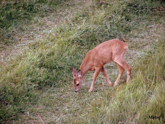 Srnča
