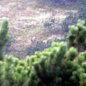 Jelen I. vekova trieda