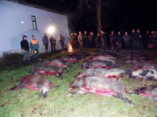 výrad 27 strelených diviakov