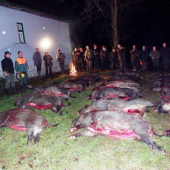 výrad 27 strelených diviakov